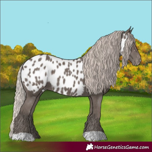 Horse Color:Silver Black Appaloosa 