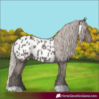 Horse Color:Silver Black Appaloosa