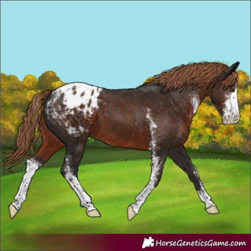 Horse Color:Liver Chestnut Sabino Appaloosa 