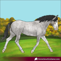 Horse Color:Grullo Roan Sabino Splash Rabicano 