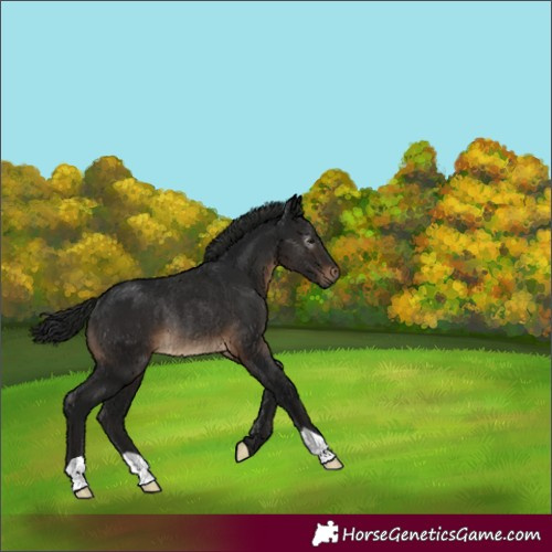 Horse Color:Gray Brown Rabicano