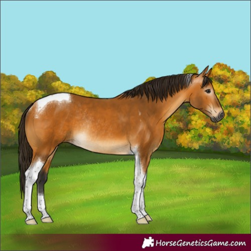 Horse Color:Gray Buckskin Tobiano Rabicano 
