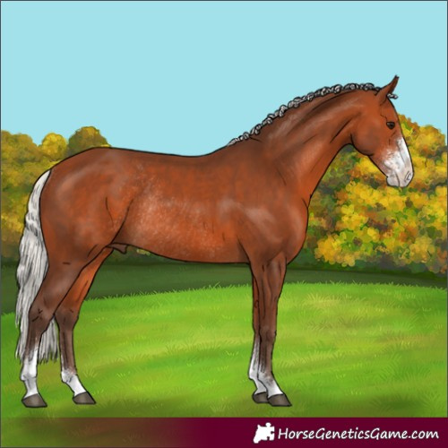 Horse Color:Silver Bay Sabino Rabicano