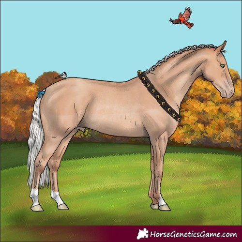 Horse Color:Silver Amber Champagne Rabicano 
