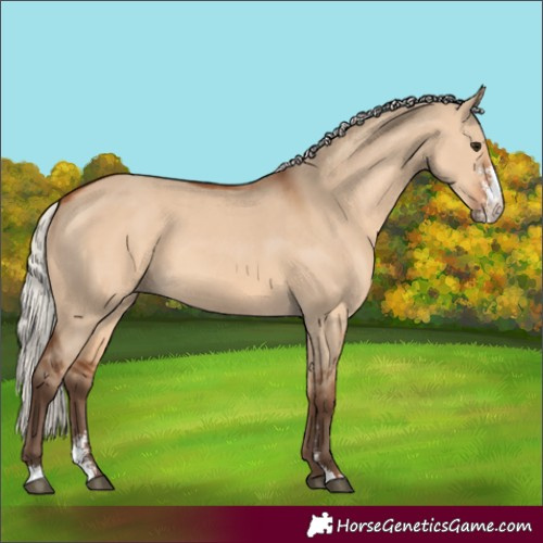 Horse Color:Silver Bay Dun Sabino 