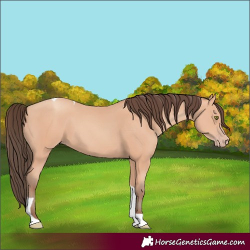 Horse Color:Amber Champagne Tobiano 