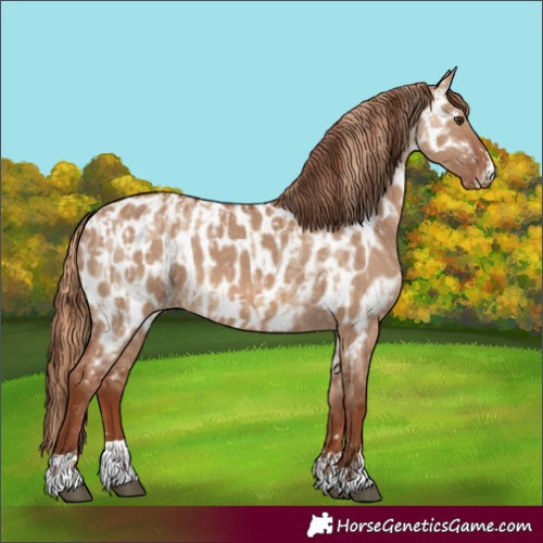 Horse Color:Red Dun Near Leopard and Red Dun Near Leopard
