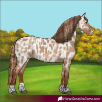 Horse Color:Red Dun Appaloosa  and Red Dun Appaloosa 