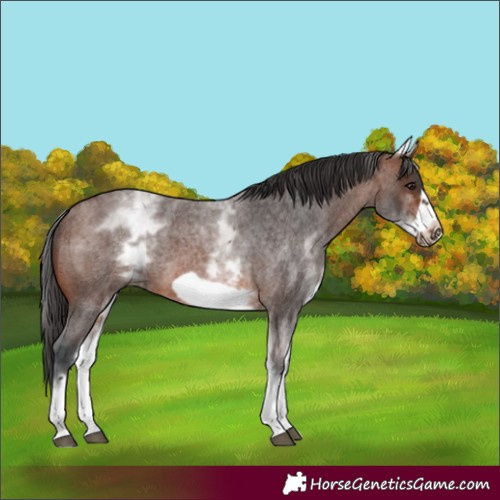 Horse Color:White Spotted Brown Roan Frame 