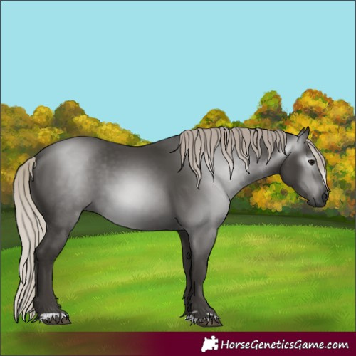 Horse Color:Gray Silver Black 