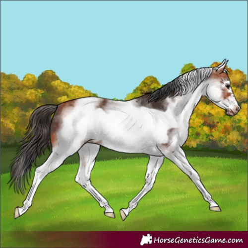 Horse Color:White Spotted Bay Frame