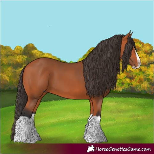 Horse Color:Bay Splash Frame 