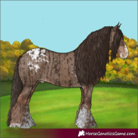 Horse Color:Liver Chestnut Sabino Splash Appaloosa and Liver Red Dun Sabino Splash Appaloosa