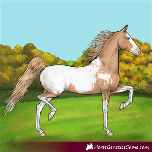 Horse Color:Chestnut Splash Near Fewspot 