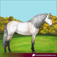 Horse Color:Gray Buckskin 