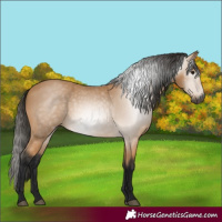 Horse Color:Gray Buckskin 