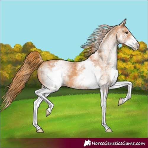Horse Color:White Spotted Chestnut 