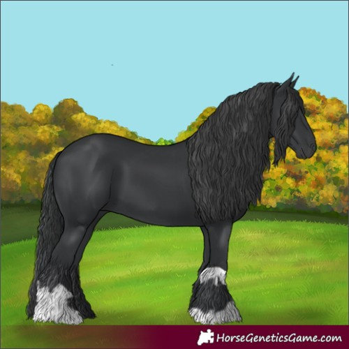 Horse Color:Black and Black