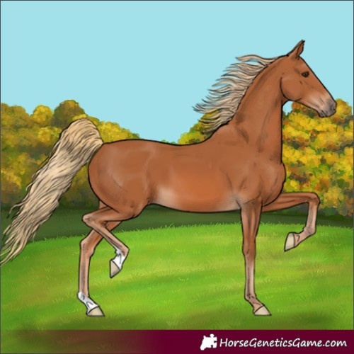 Horse Color:Chestnut 