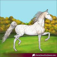 Horse Color:Red Dun Splash Appaloosa Rabicano