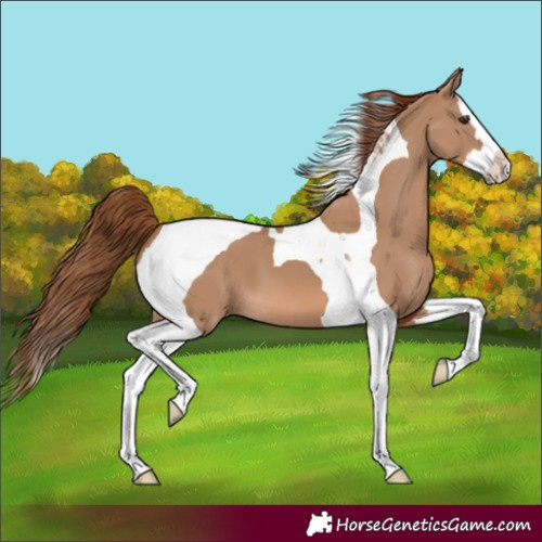 Horse Color:Red Dun Splash Tobiano 
