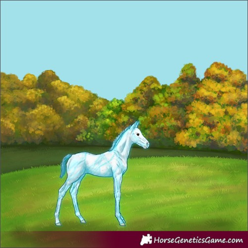 Horse Color:Thunderstruck Brown Sabino Appaloosa 