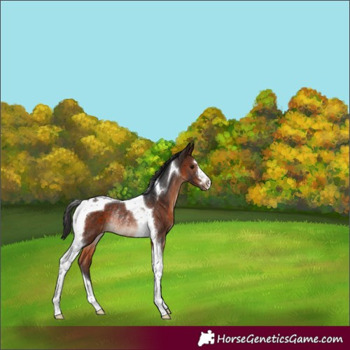 Horse Color:Brown Tobiano Varnish Rabicano 