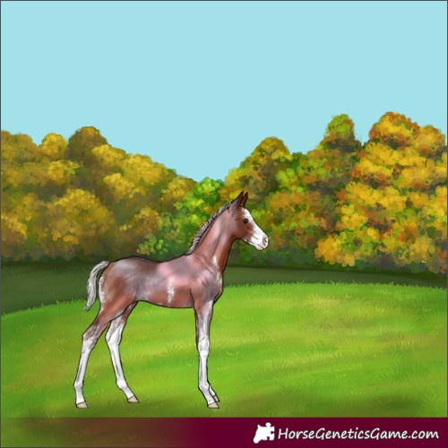 Horse Color:Silver Brown Sabino 