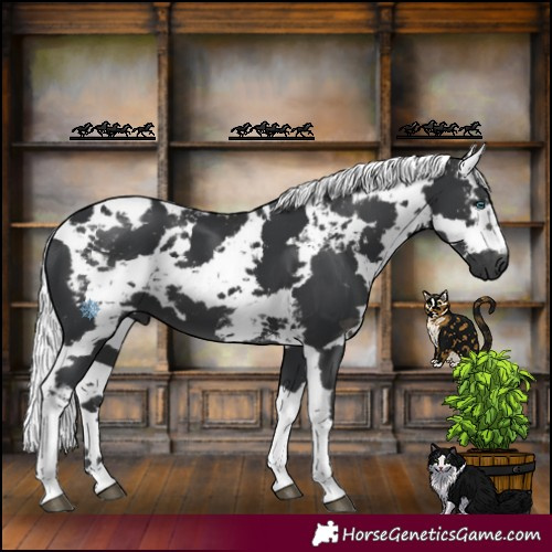 Horse Color:Black Harlequin Merle Tobiano 