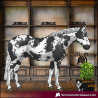 Horse Color:Black Harlequin Merle Tobiano 