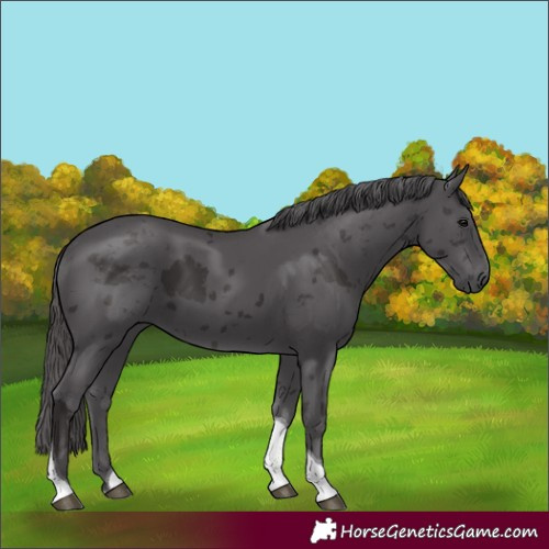 Horse Color:Smoky Black Merle Tobiano