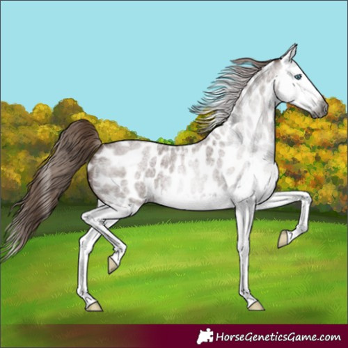 Horse Color:Gray Red Roan Splash Appaloosa 
