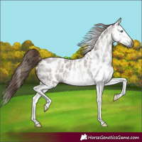 Horse Color:Gray Red Roan Splash Appaloosa