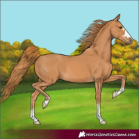 Horse Color:Chestnut 