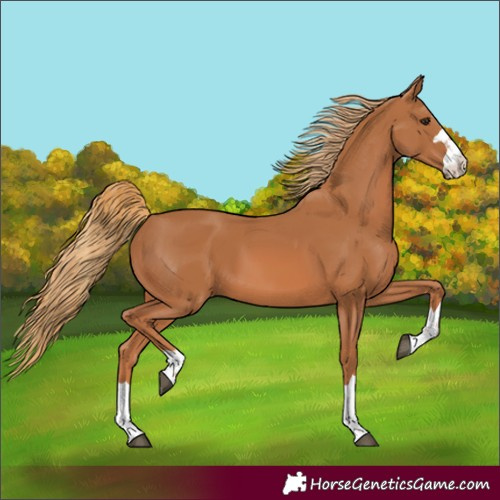 Horse Color:Chestnut 