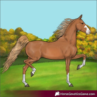 Horse Color:Chestnut 