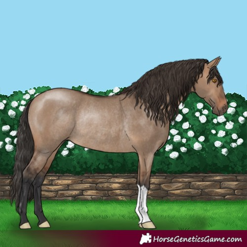 Horse Color:Brown Dun Rabicano