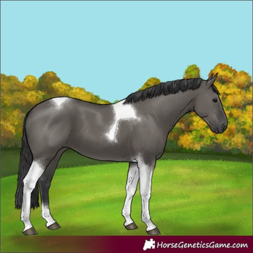Horse Color:Grullo Tobiano 