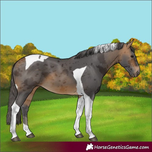 Horse Color:Buckskin Merle Tobiano 