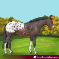 Horse Color:Brown Merle Sabino Tobiano Appaloosa Rabicano 