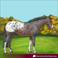 Horse Color:Brown Merle Sabino Tobiano Appaloosa Rabicano 