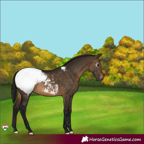 Horse Color:Unknown 