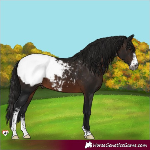 Horse Color:Unknown 