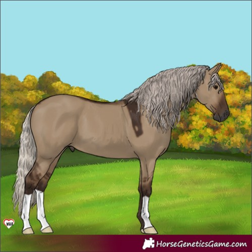 Horse Color:Unknown 