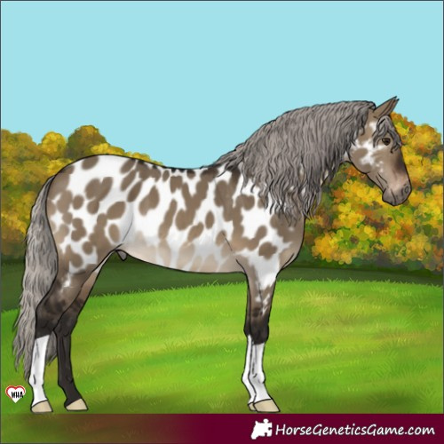 Horse Color:Unknown 