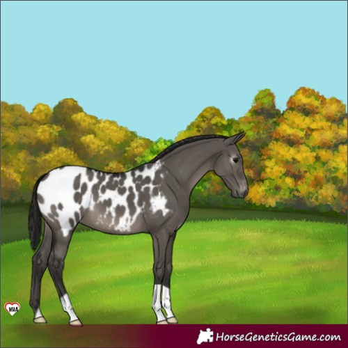 Horse Color:Unknown 