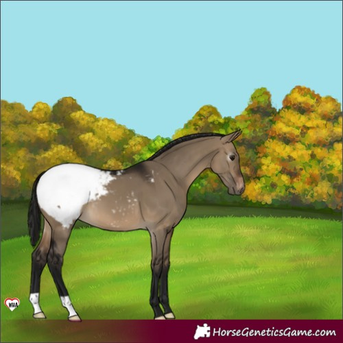 Horse Color:Unknown 