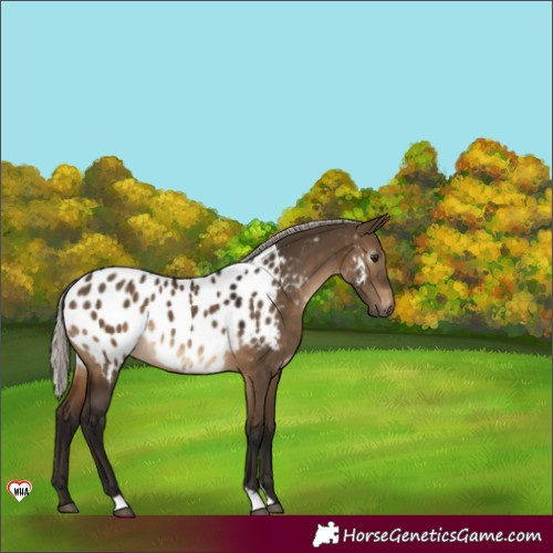 Horse Color:Unknown 