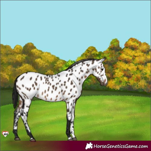 Horse Color:Unknown 