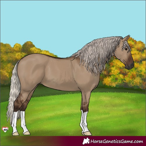 Horse Color:Gray Silver Grullo 
